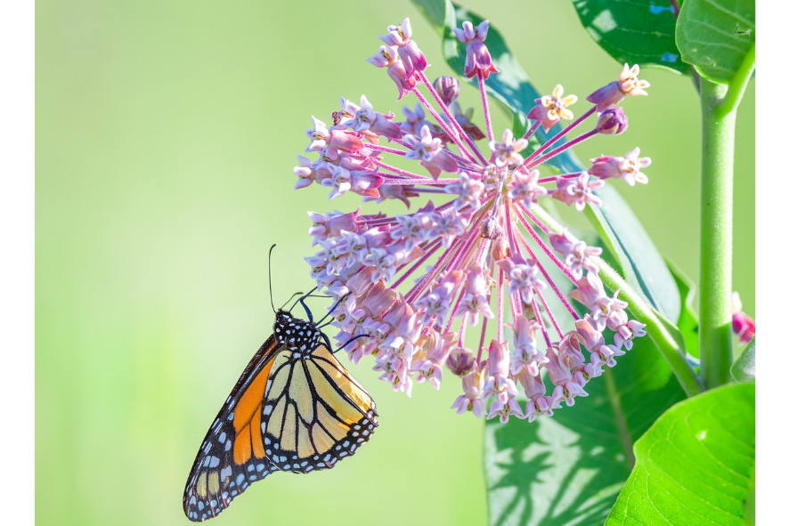 A monarch on milkweed