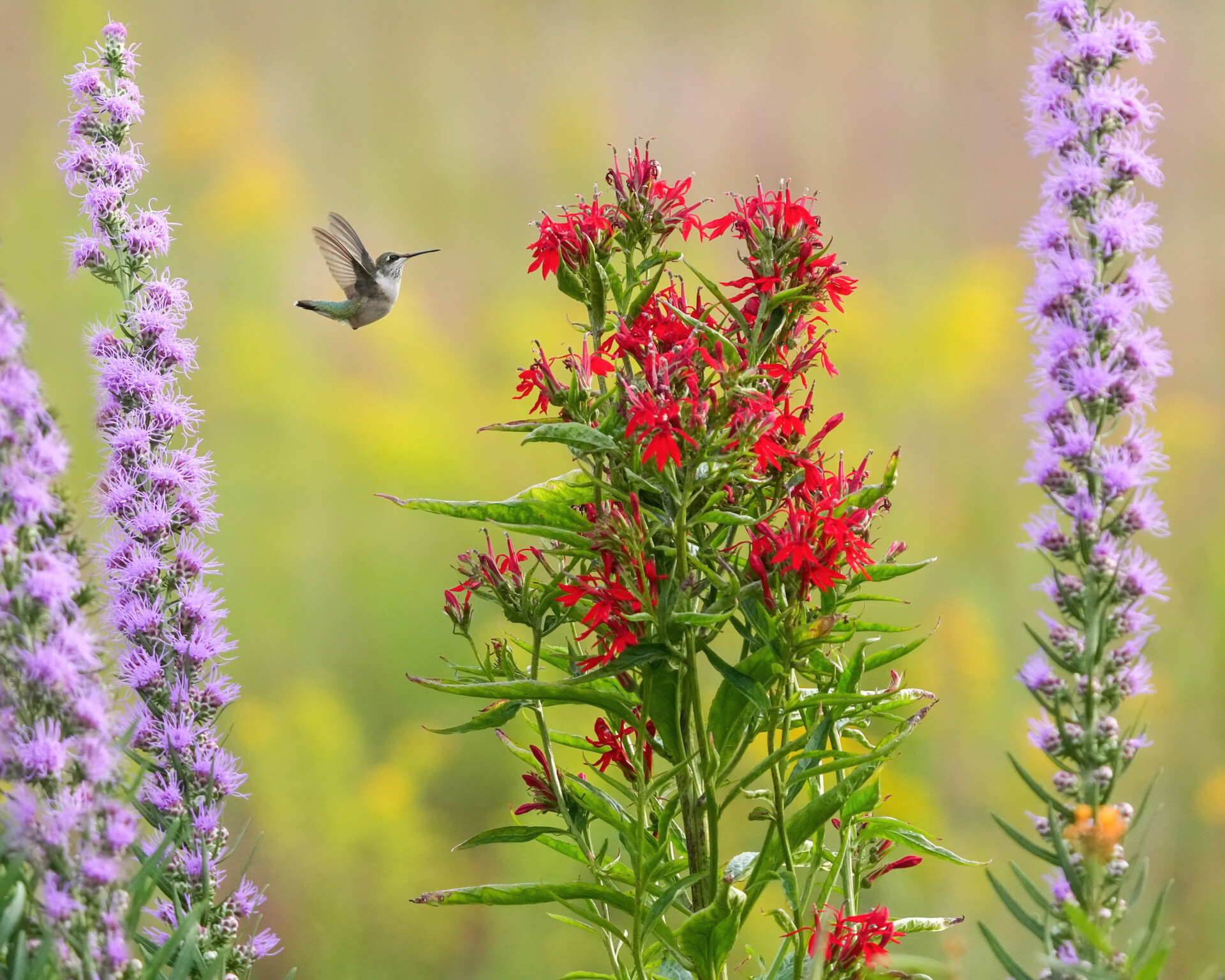 A ruby throated hummingbird flying next to a tall red wildflower with tall purple flowers framing the shot