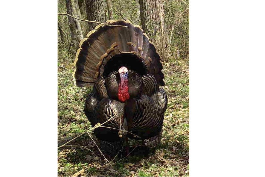 a large turkey in the wild