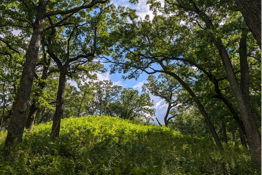 An oak opening forest