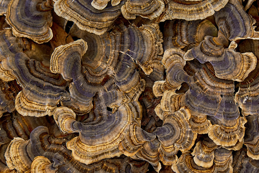 Close up of a bunch of turkey tail fungus