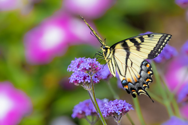 An Eastern Tiger Swallowtail butterfly on a purple flower