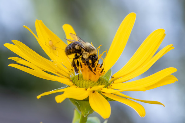 A bumble bee (Bombus spp.) on a cup plant (Silphium perfoliatum) with the silhouette of a spider on the flower ray behind it