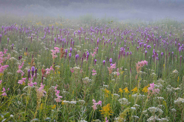 prairie filled with purple, yellow, and white flowers