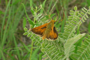 an ottoe skipper on a plant