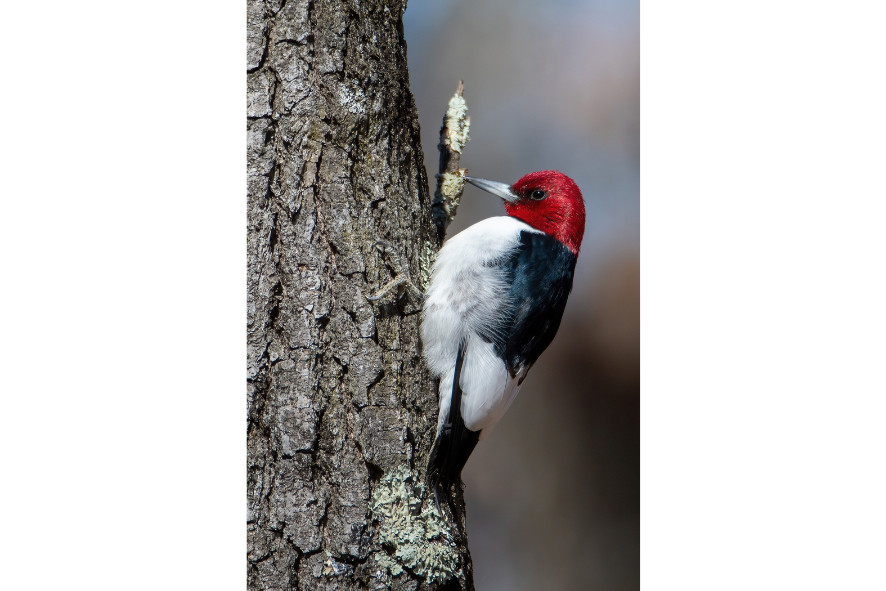 a red headed woodpecker on a tree trunk