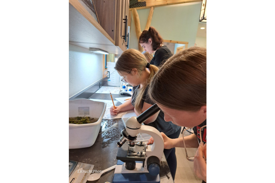 A student looks through a microscope to identify the macroinvertebrates