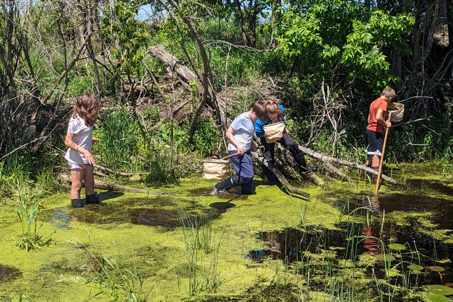 Students wade through the Sheboygan County Marsh looking for invertebrates.