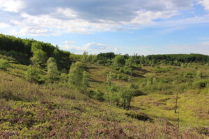 Landscape of grasses and trees at Spread Eagle Barrens State Natural Area.