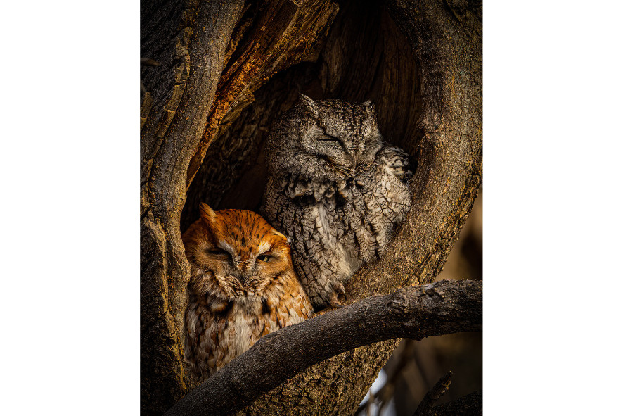 Two screech owls sitting in the hollow of a tree, one with its eyes shut and one that has them slightly opened, 2024 photo contest birds category winner