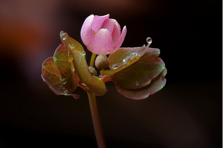 close up of a Rue Anemone flower covered in raindrops, 2024 photo contest flora & fungi category winner