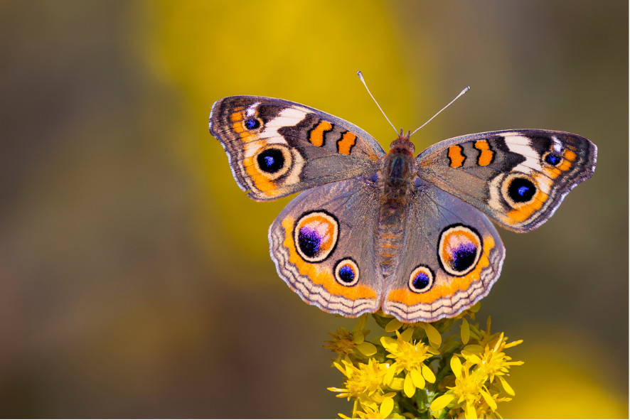 a common buckeye butterfly on a yellow plant for protect your local pollinators blog post