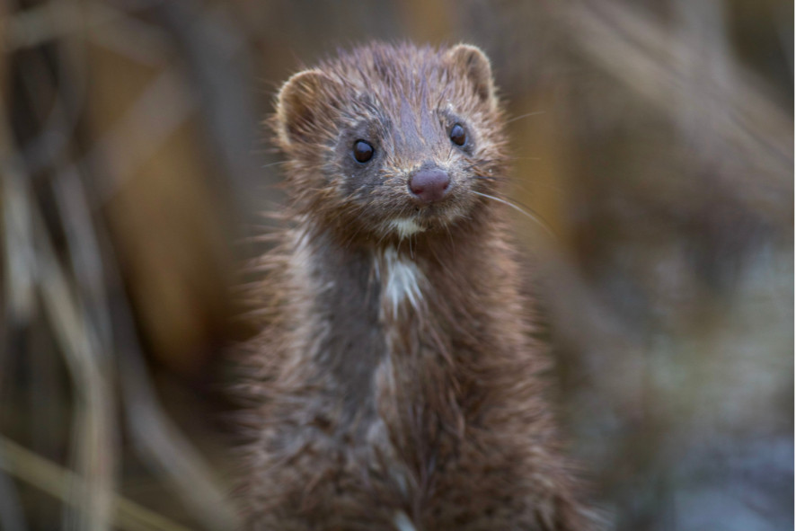 an American mink, 2024 photo contest People & Other Mammals Category winner