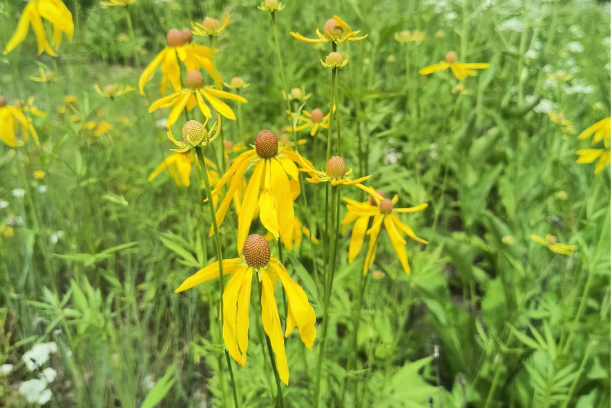 close up of yellow prairie plants in a field of one of Wisconsin’s state parks