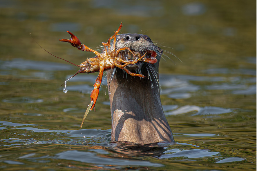 a river otter peeking out of the water with a crustacean in its mouth