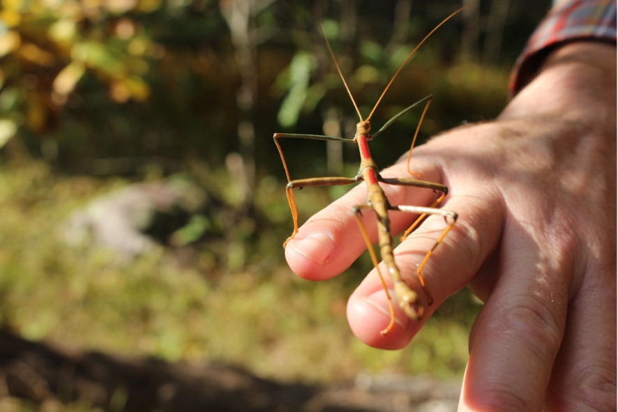 A walking stick bug on someone's hand