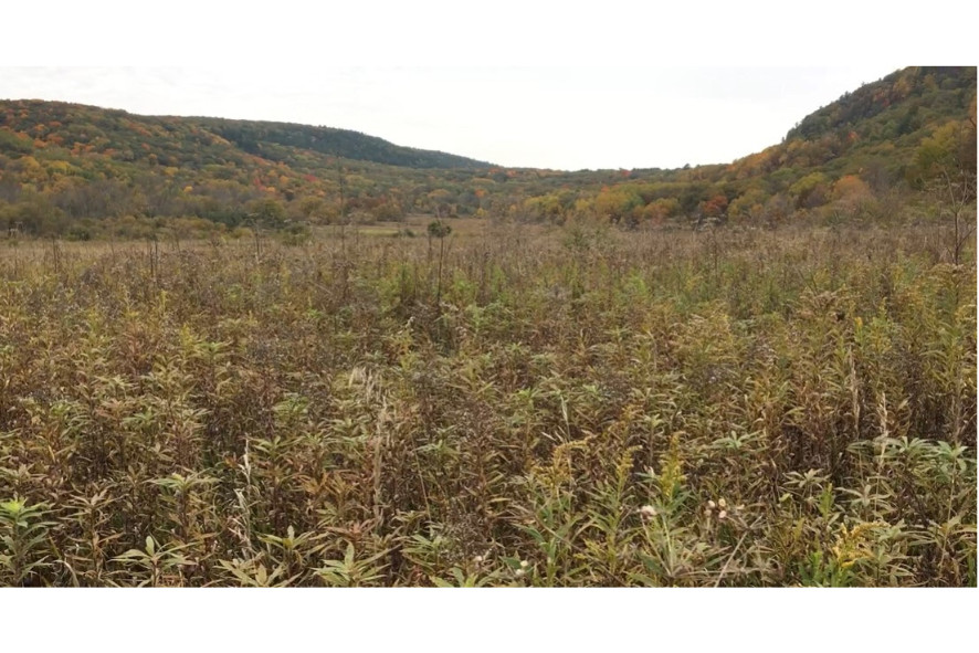 overgrown maples on a forest landscape at South Bluff