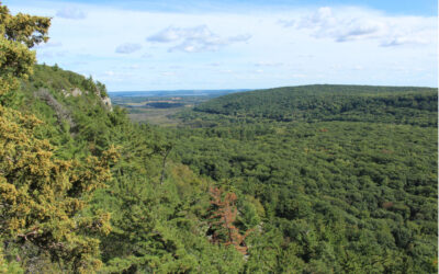 South Bluff: Improving habitat in Southern Wisconsin’s largest forest