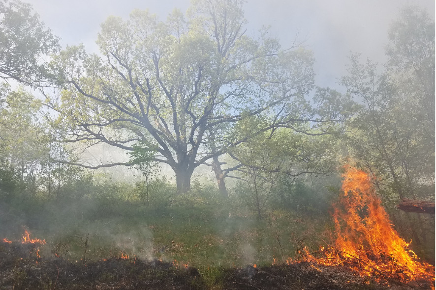 a large oak tree experiences a prescribed burn