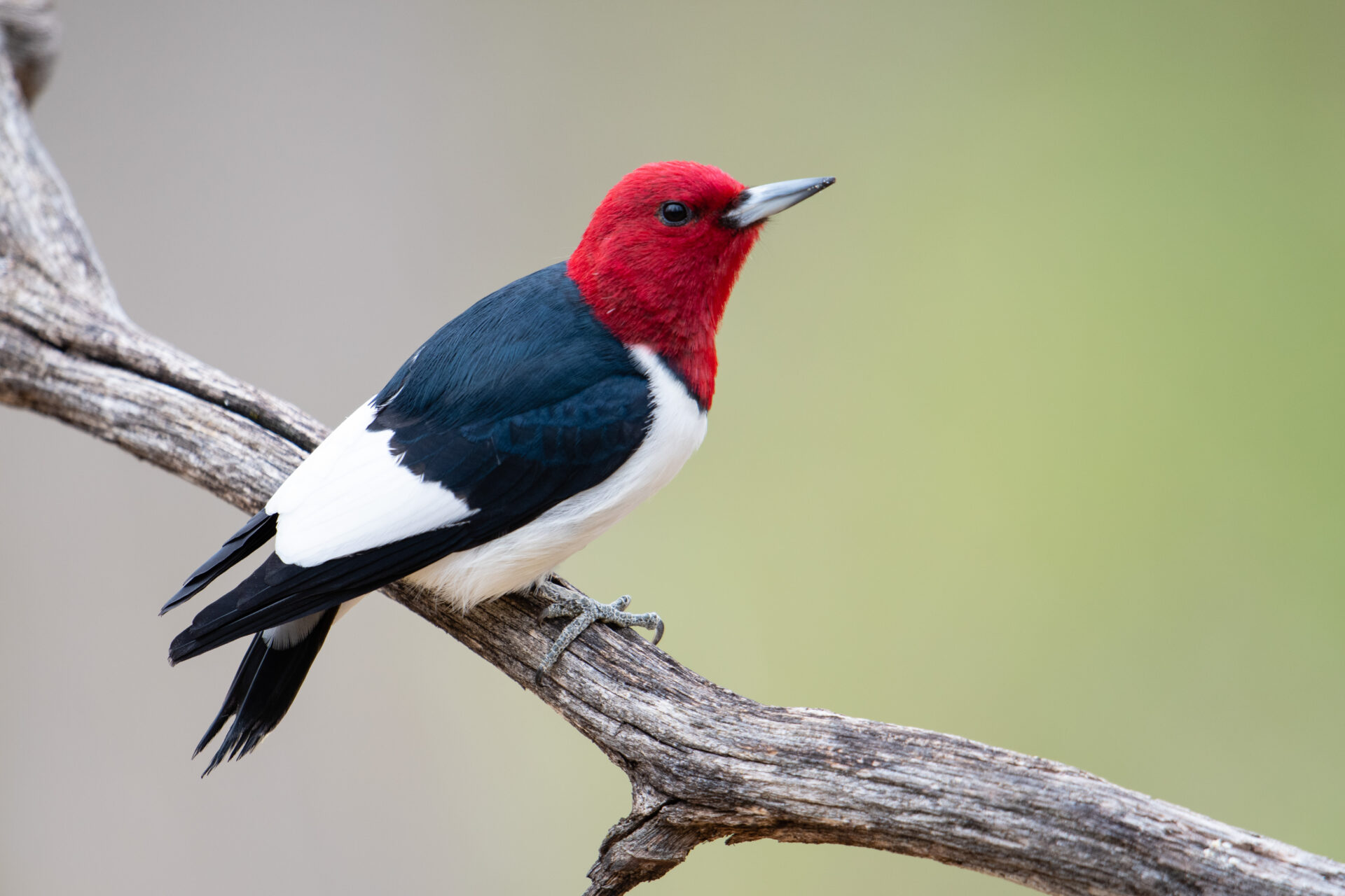 a red-headed woodpecker perched on a branch