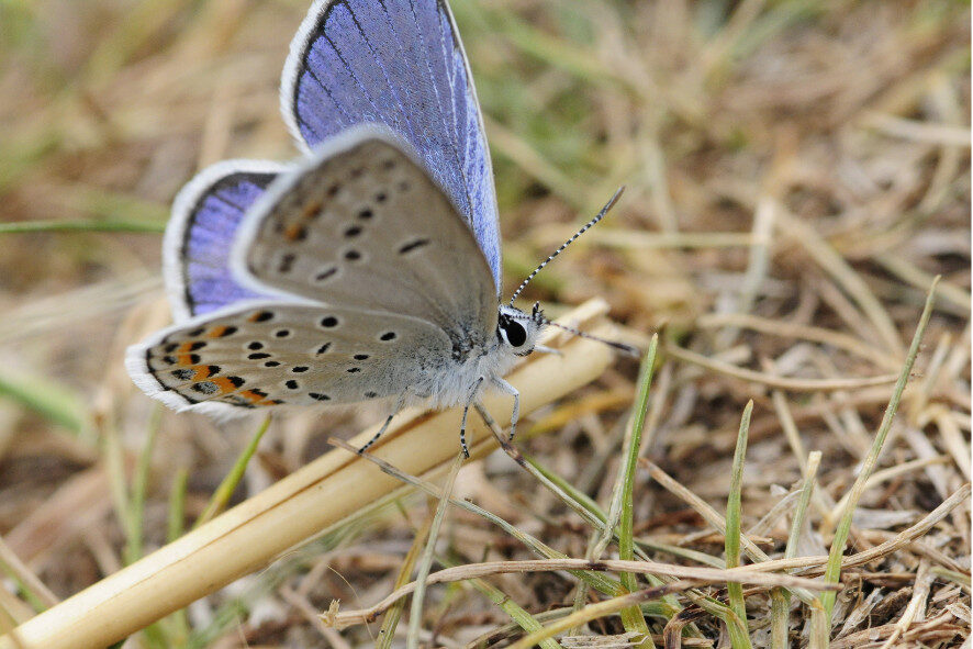 a karner blue butterfly on a stick