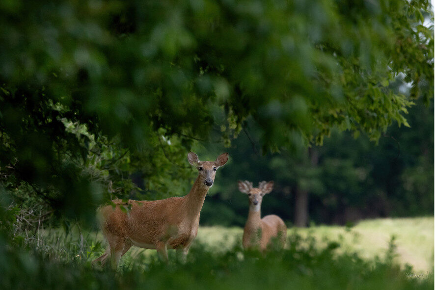 A whitetail deer doe and a young buck standing in a field staring at the camera